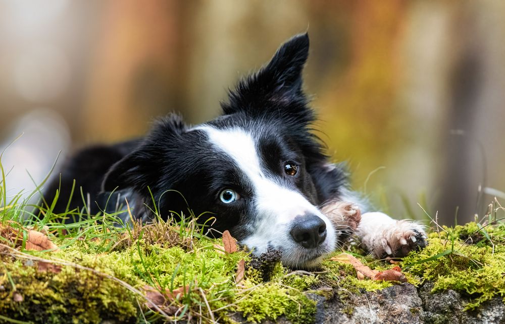 Border Collie
