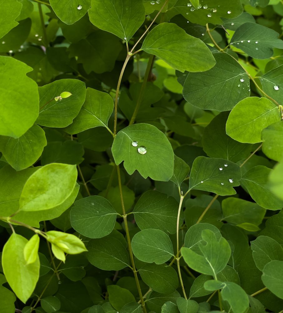 После дождя