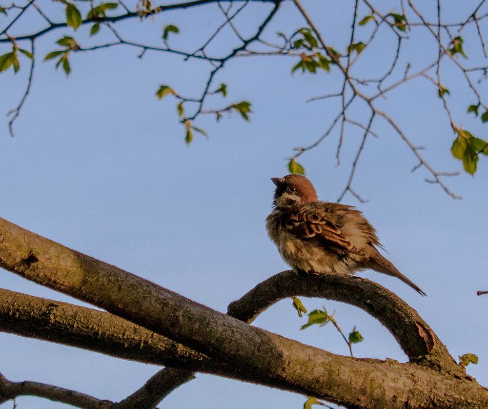 маленький воробей