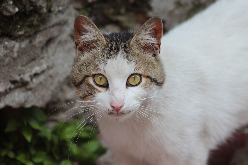 Photograph by Александра Тимошенко