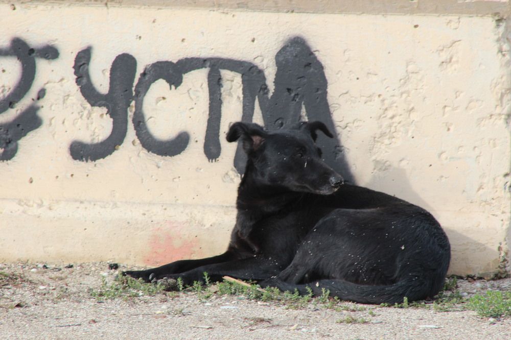 Photograph by Александра Тимошенко