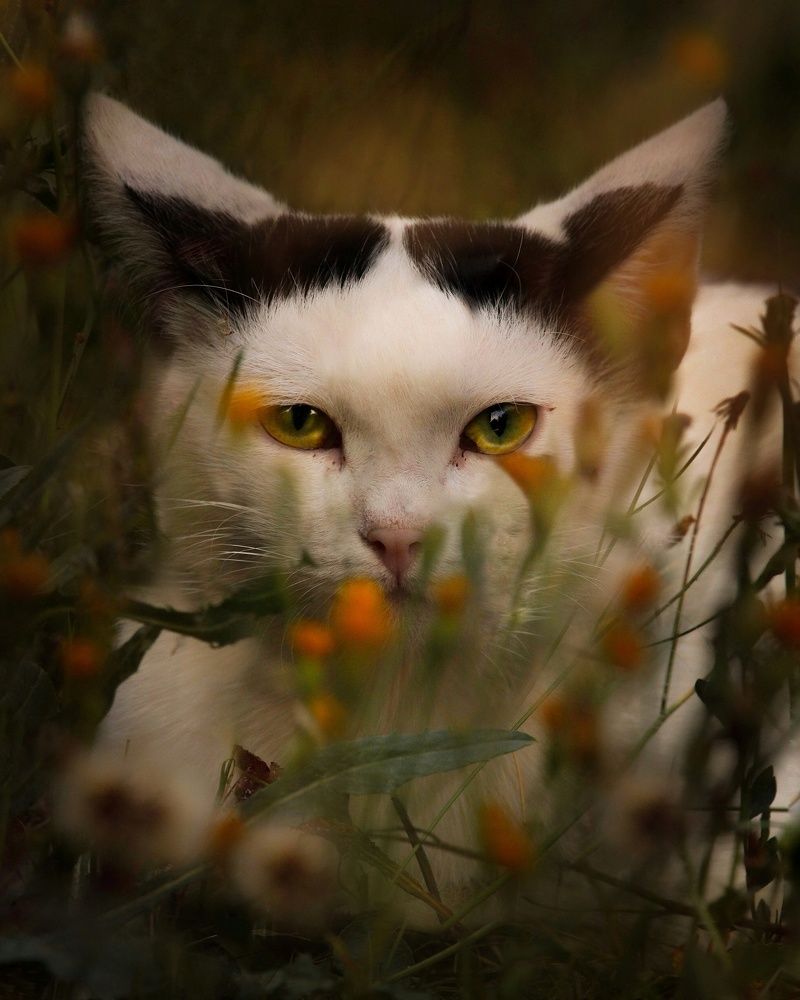 Photograph by Элина Васькова