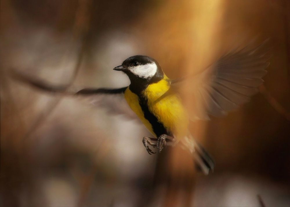 Photograph by Элина Васькова