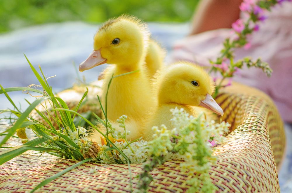 Жёлтая банда