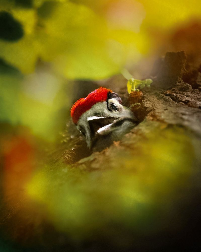 Photograph by Элина Васькова