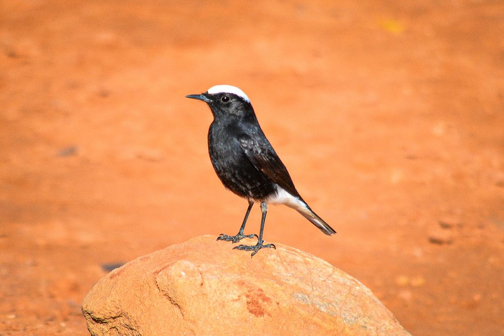 Photograph by Bachir Rabouh