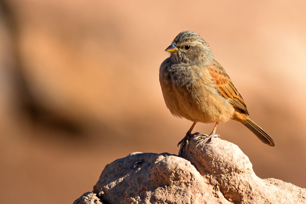 Photograph by Bachir Rabouh