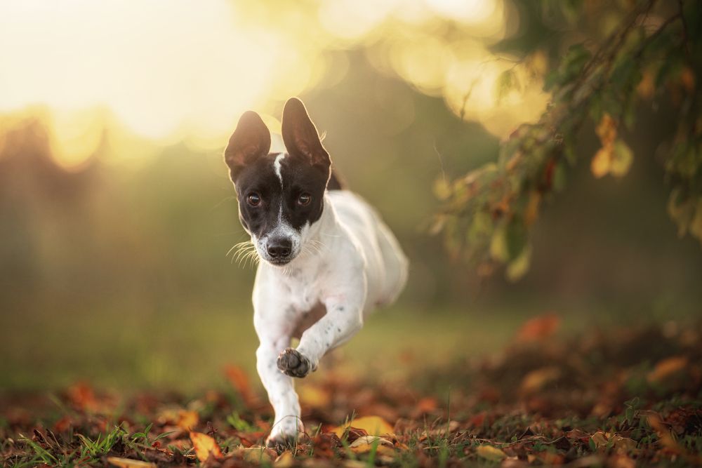 Photograph by Emanuel Manfrin