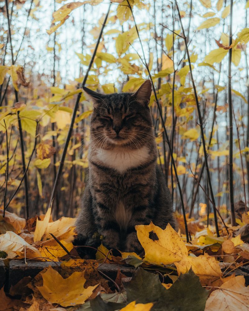 Усадебный Кот (или наглая пушистая морда на фотоохоте