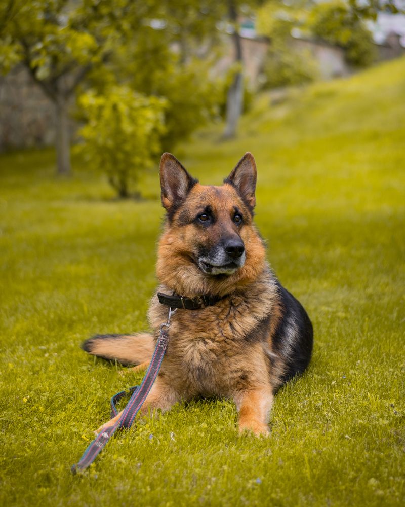 Красавец Зенит!