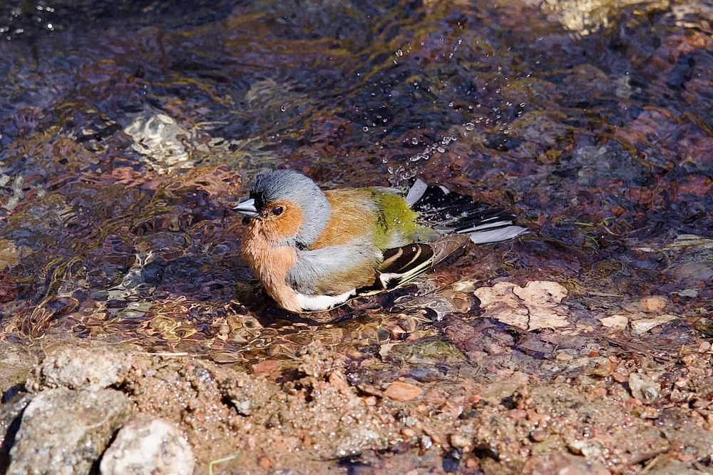 Фотография автора Глеб Колобаев