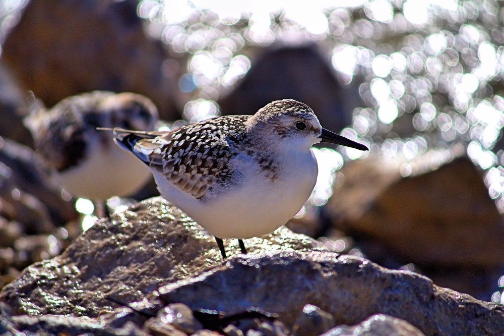 Photograph by Art Bisschop