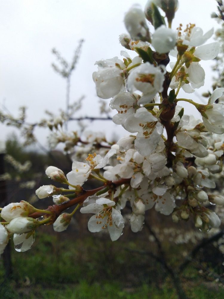 Photograph by Наталья Шулятина