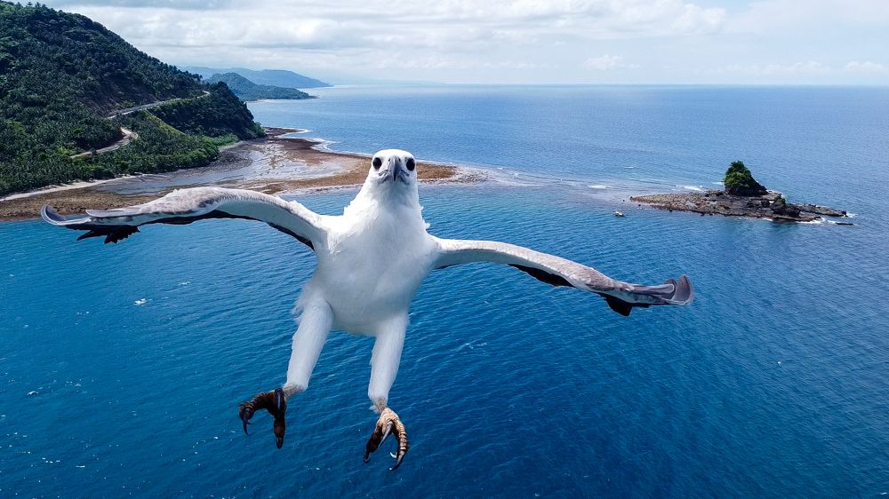 White Bellied Sea Eagle