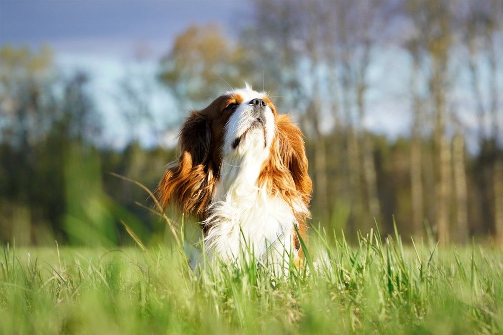 Photograph by Марина Безенкина