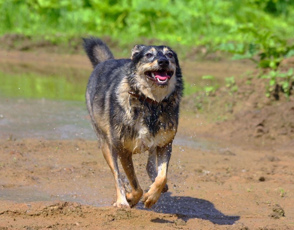 Мокрая,грязная,за то СЧАСТЛИВАЯ!