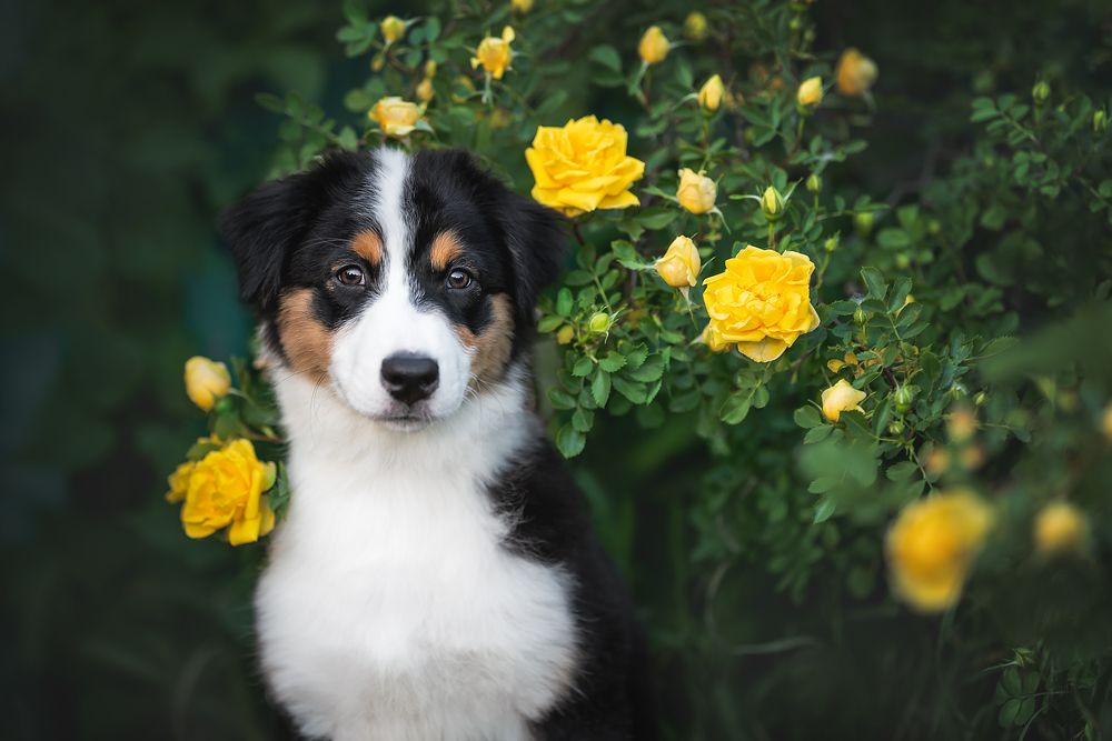 Фотография автора Anna Vilkhovaya