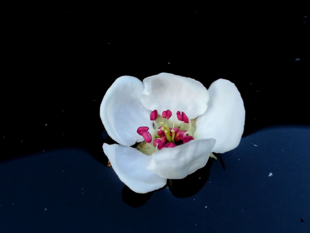 Грушевый цвет