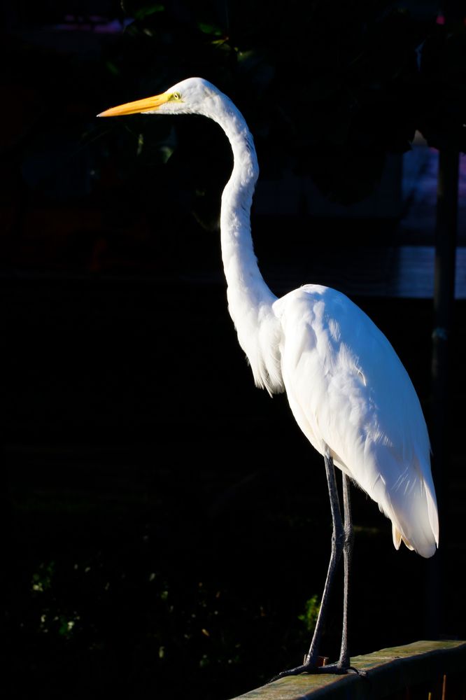 Photograph by ANTONIO LAFAIETE PAPAIANO