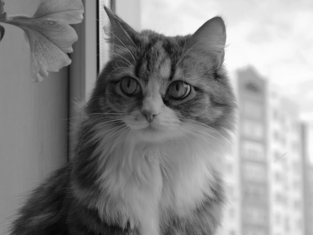 Photograph by Сергей Гребенников