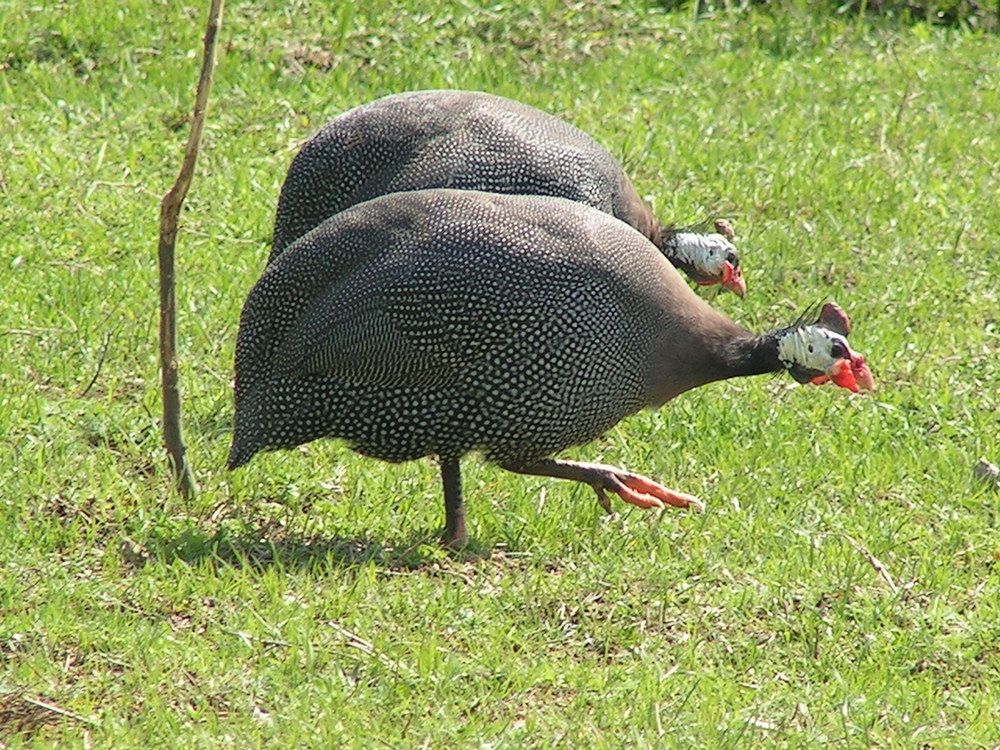 Фотография автора Dubravko Maricic