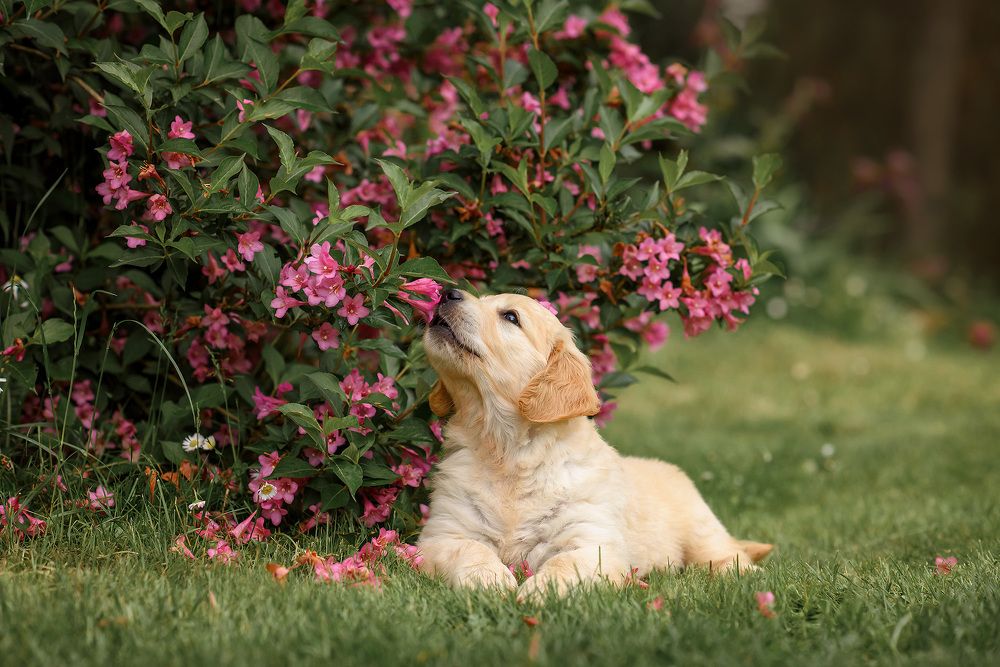Photograph by Виктория Дубровская