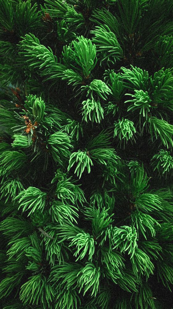 Photograph by Светлана Гришина