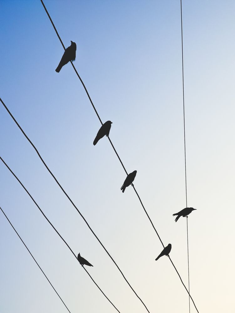 The natures beautiful way of showing silhouette