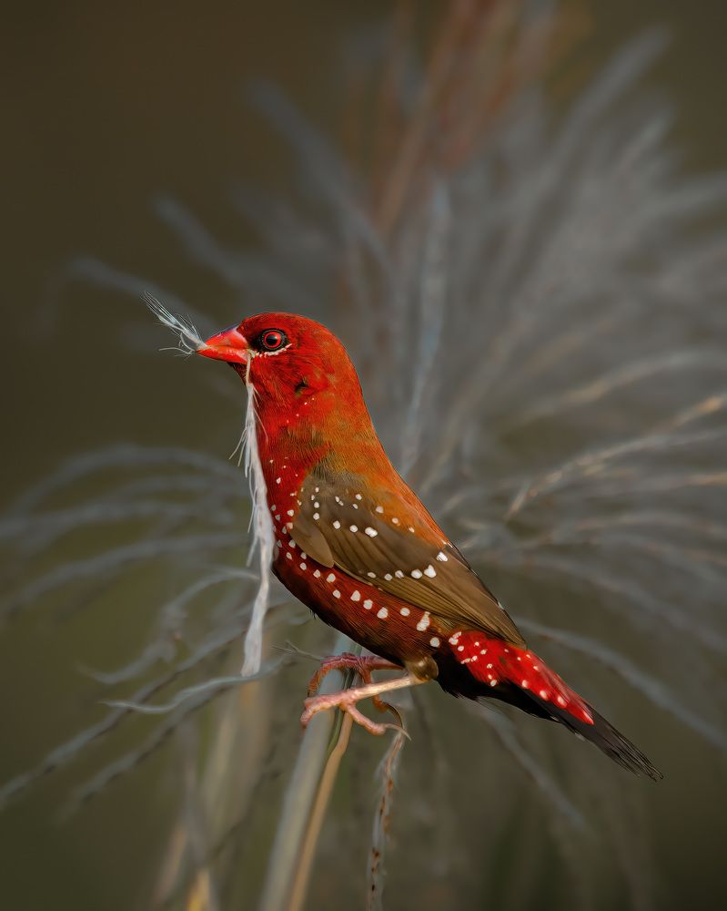 Photograph by Bidyut Saikia