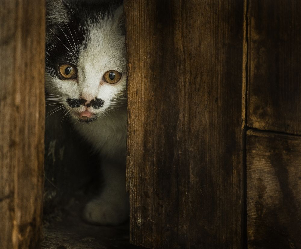 Photograph by Андрей Емельянов