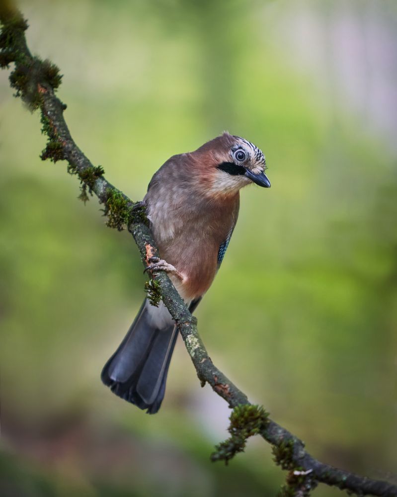 Inhabitants of the Black Forest