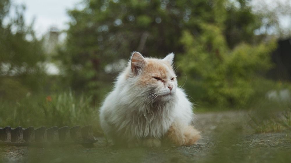 Хозяин двора