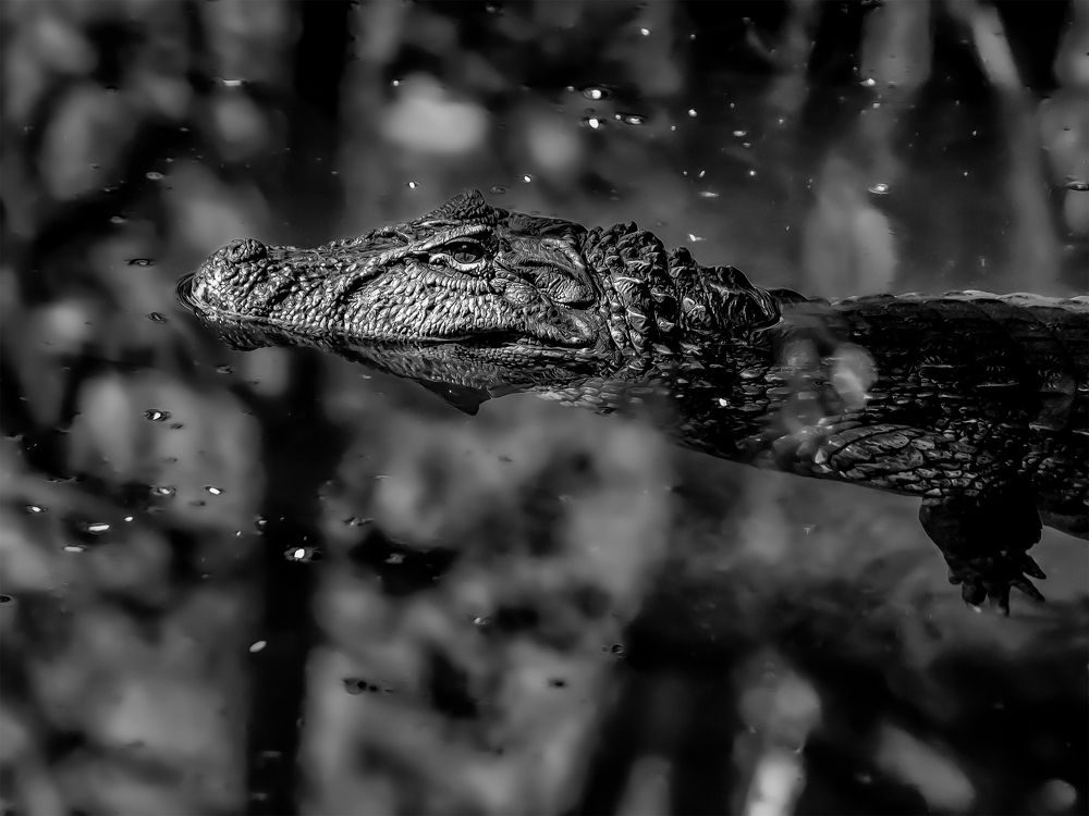 Photograph by Everton Medeiros