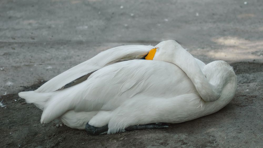 Photograph by Сергей Витвицкий