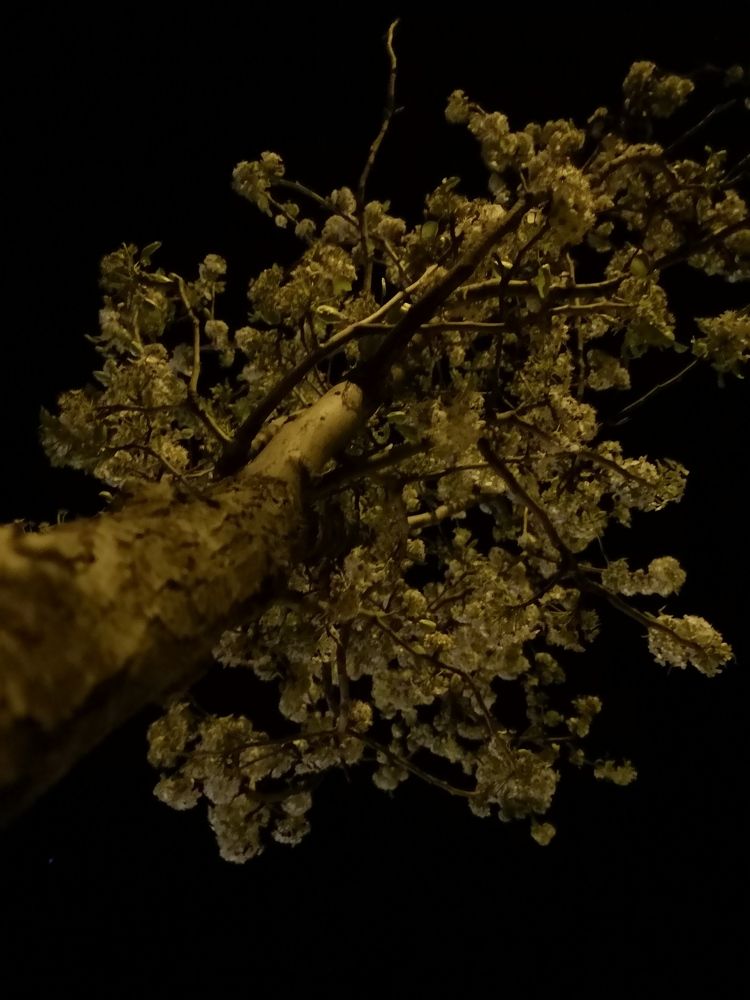 Photograph by Estrella