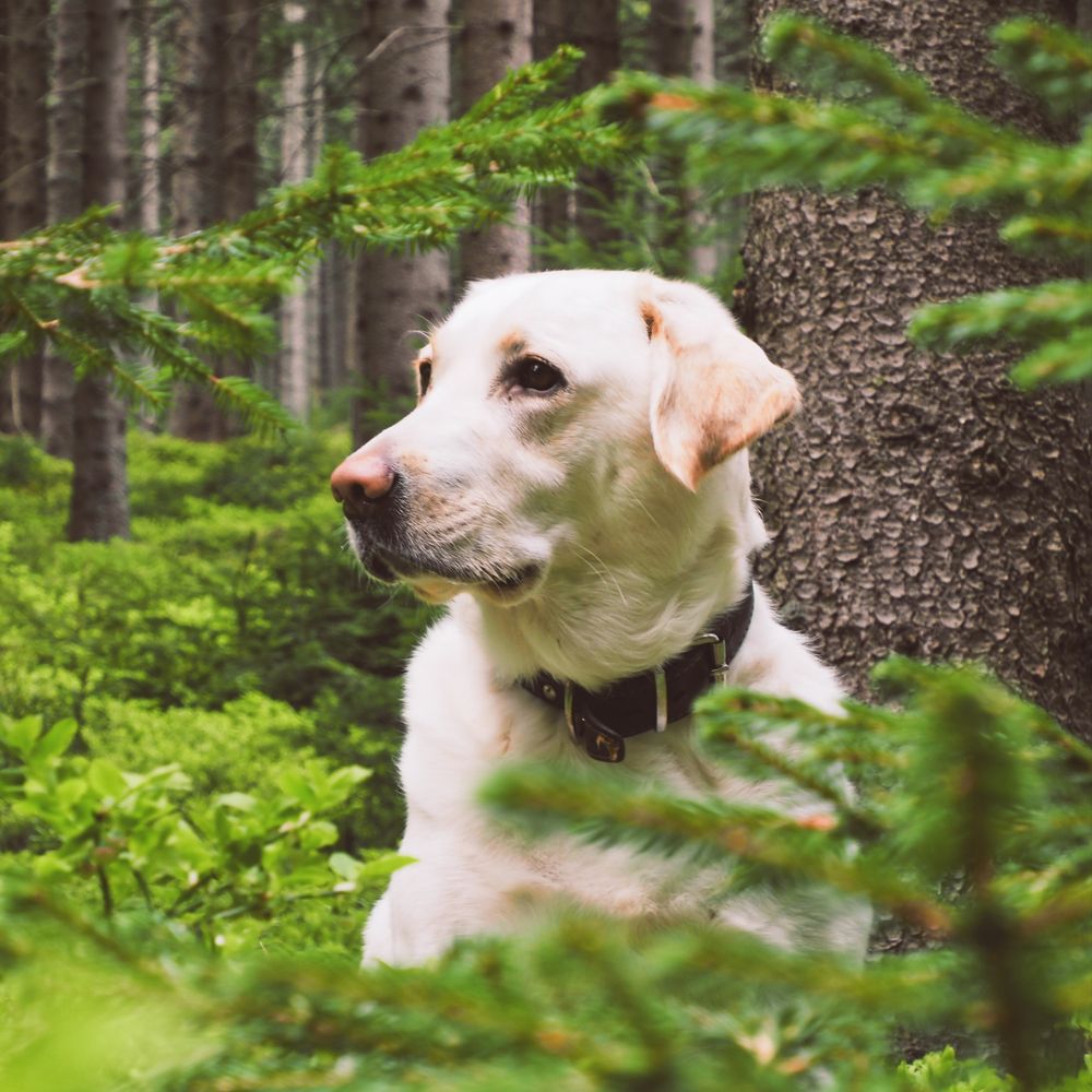 Photograph by Petr Kočica