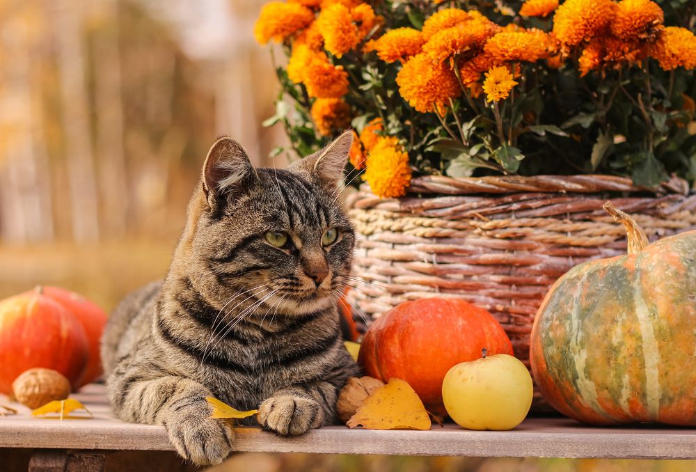 Photograph by Елена Никишина