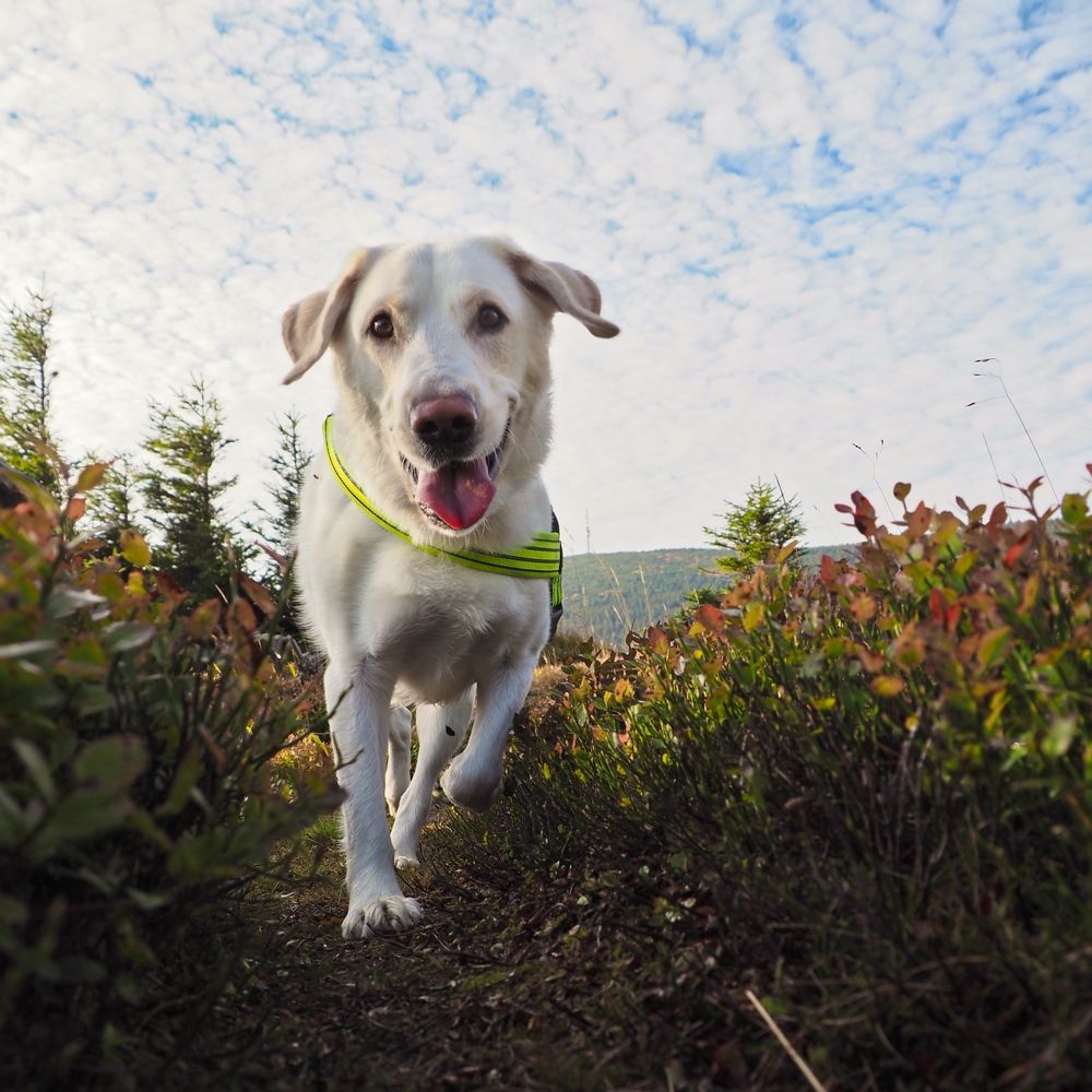 Photograph by Petr Kočica