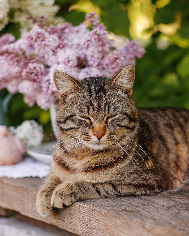 Photograph by Елена Никишина