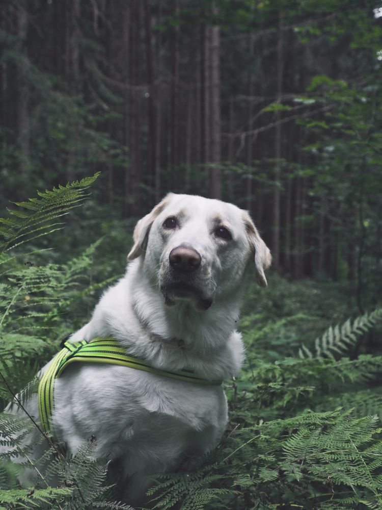 Photograph by Petr Kočica