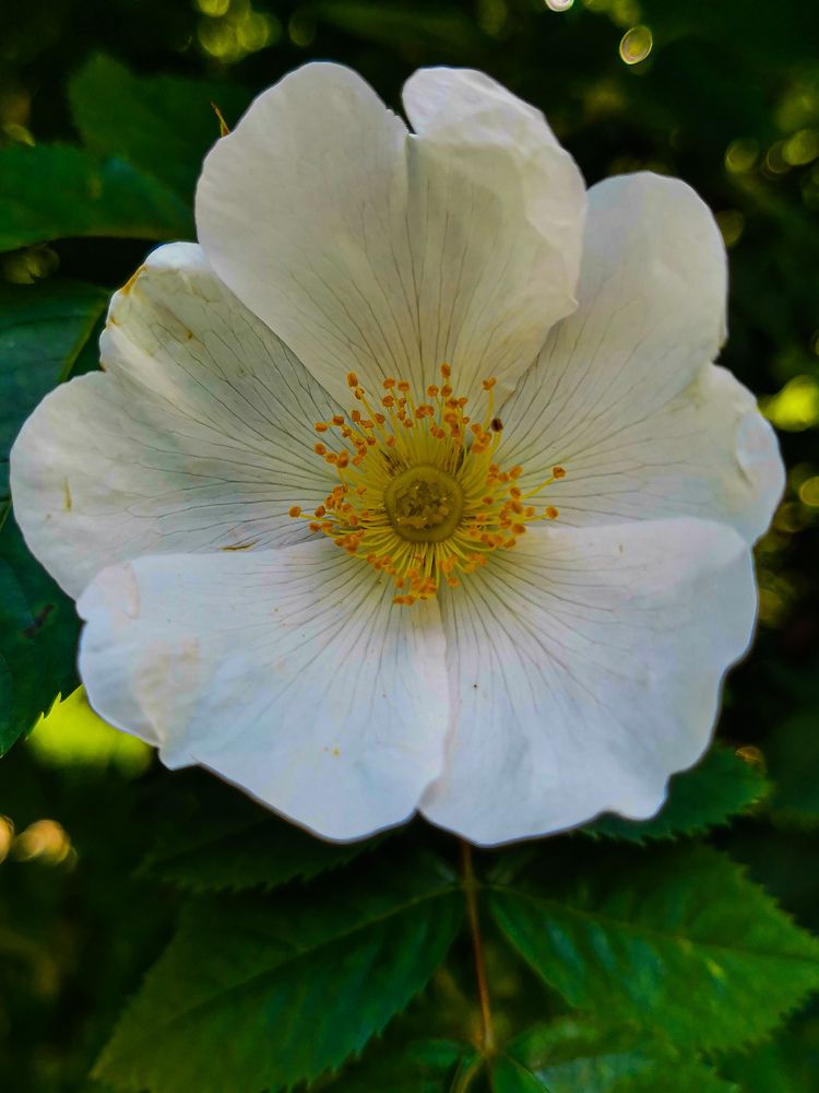 Фотография автора Ян Пчельников