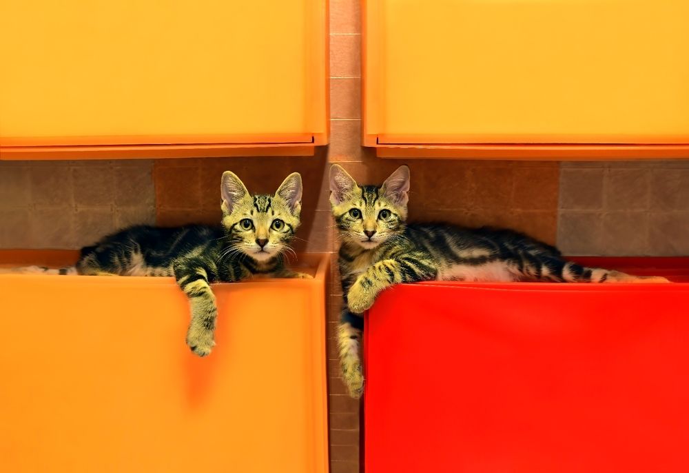 Photograph by Leka Huie