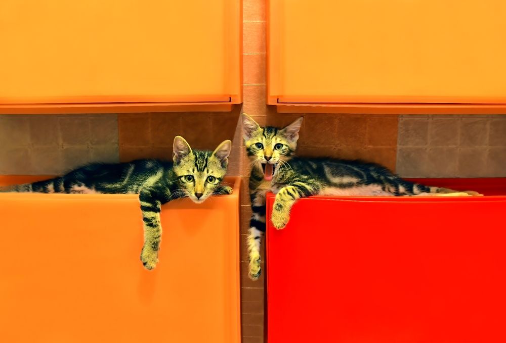 Photograph by Leka Huie