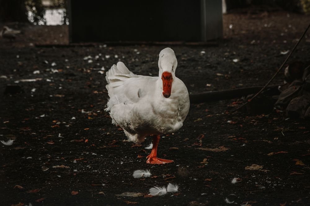 Злобный гусь