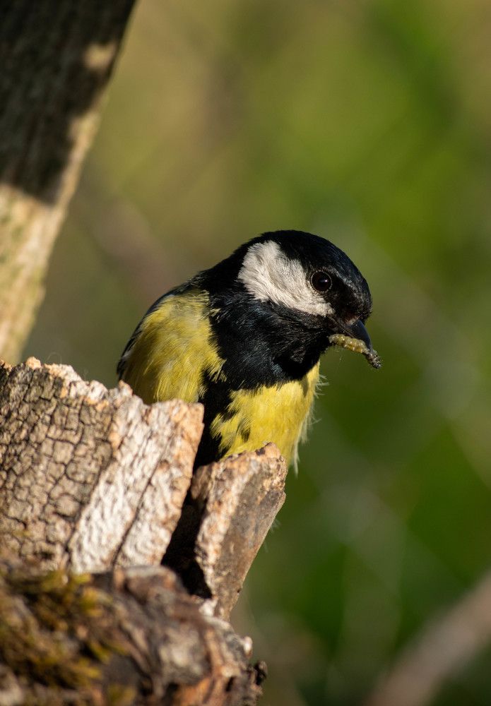 Photograph by Nora Cheprasova