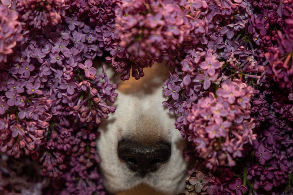 Photograph by Юлия Шурандина