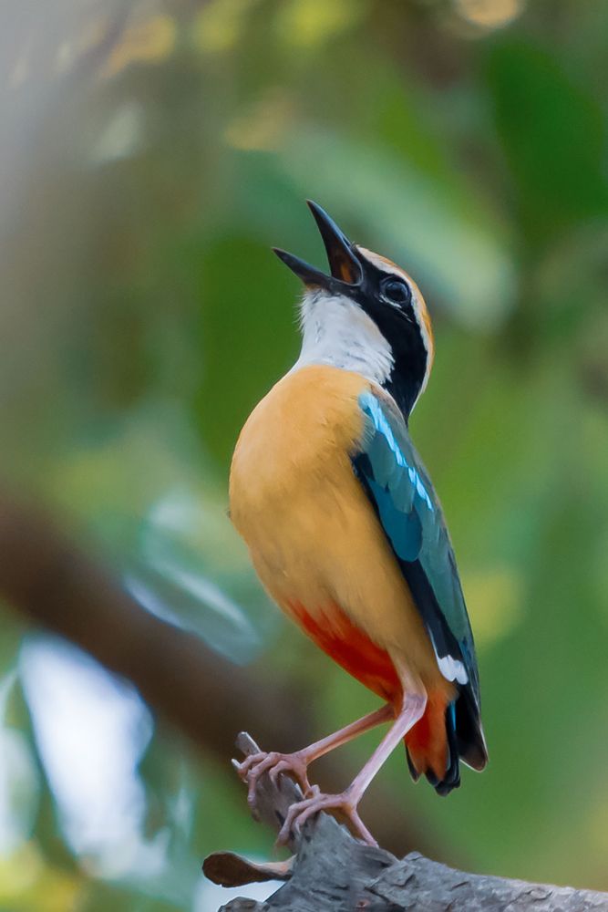 Photograph by Dey Sanjoy Kumar