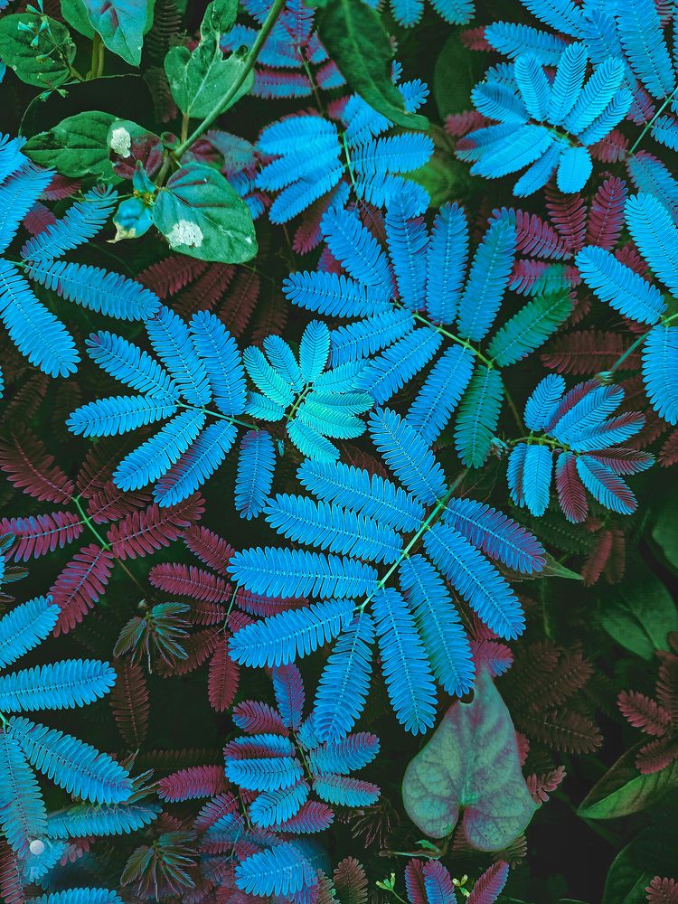 Rgb of Nature