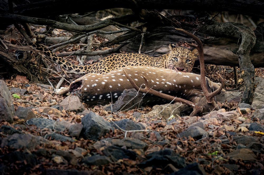 Photograph by Soumitra Ghosh