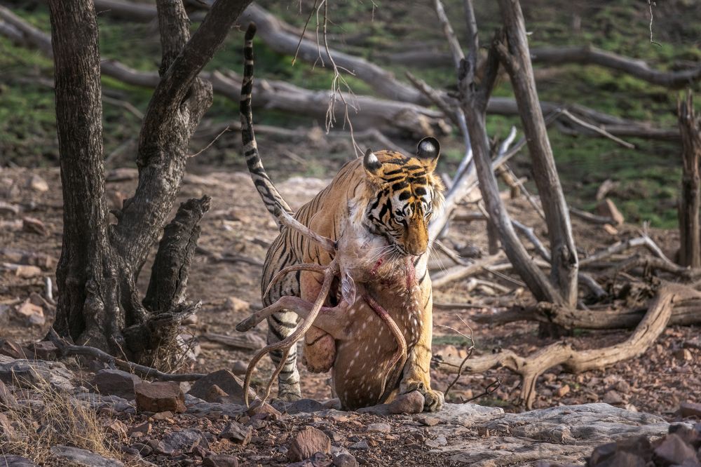 Photograph by Soumitra Ghosh
